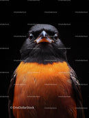 Baltimore Oriole with Vibrant Orange and Black Plumage