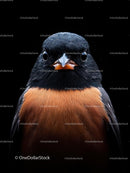 Vivid Bird Portrait with Striking Orange Plumage
