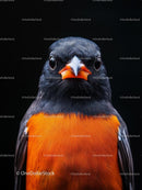 Colorful Bird with Vibrant Orange and Black Plumage Closeup