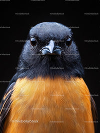 Close-Up of Bird With Striking Orange Plumage