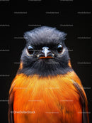 Vibrant Bird with Striking Orange and Black Plumage