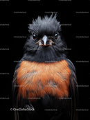Captivating Robin with Vibrant Orange Plumage