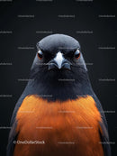 Vibrant Bird with Striking Orange and Dark Plumage