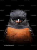 Close-up Portrait of a Robin on Black Background