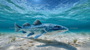 Catfish Gracefully Swimming in Clear Blue Waters
