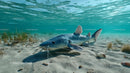 Catfish on Sandy Bottom in Clear Freshwater Setting