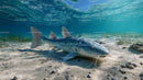 Catfish Swimming on Sandy Ocean Floor
