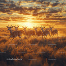 Antelopes in a Glorious Sunset on the Savannah