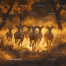 Herd of Springbok Running Across a Sunlit Savanna