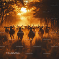 Herd of Antelopes Running Through Golden Savannah at Sunset
