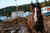 Brown Horse Running on Muddy Path in Forest Setting