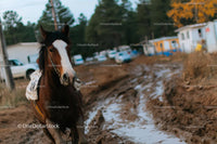Horse Trotting on a Muddy Path in Rural Setting
