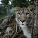 Closeup Portrait of a Majestic Lioness in the Forest