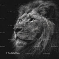 Majestic Lion in Black and White Portrait