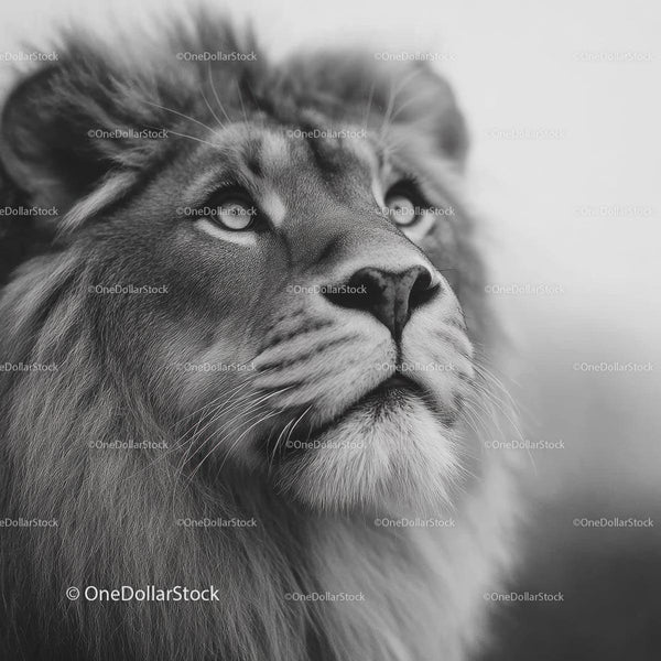 Majestic Lion with Intense Gaze in Black and White