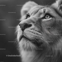 Majestic Lion Portrait in Stunning Black and White