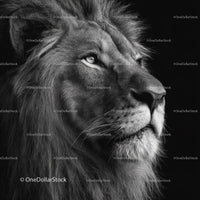 Majestic Lion Portrait in Black and White
