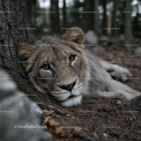 Serene Lion Resting in a Tranquil Forest Setting