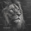 Majestic Lion in Stunning Monochrome Portrait