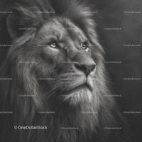 Majestic Lion in Stunning Monochrome Portrait