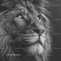 Majestic Lion Portrait in Stunning Monochrome