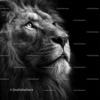 Majestic Lion in Black and White Profile