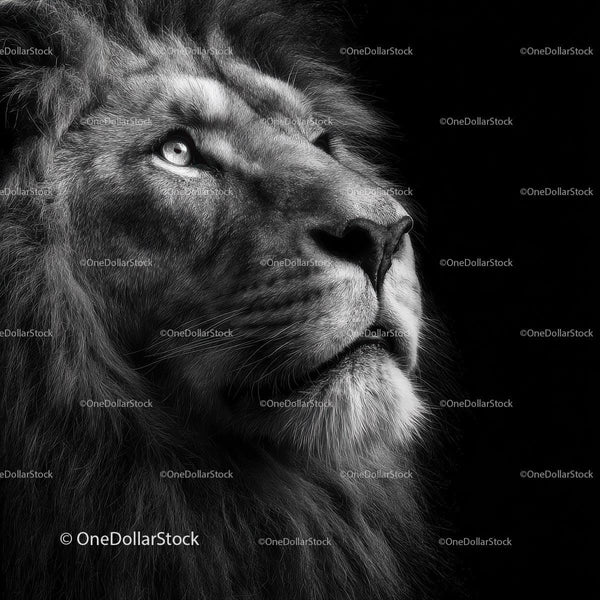 Majestic Lion in Black and White Profile