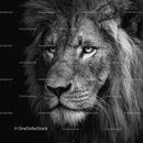 Majestic Lion in Striking Black and White Portrait