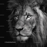 Majestic Lion in Striking Black and White Portrait