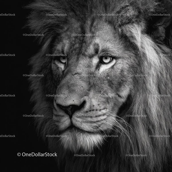 Majestic Lion in Striking Black and White Portrait