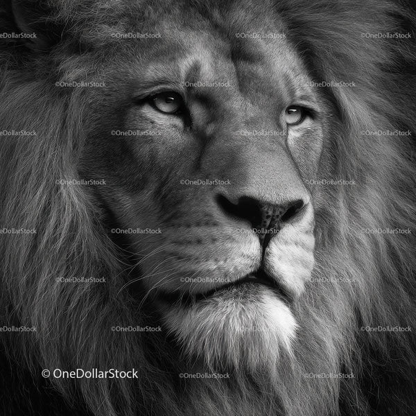 Majestic African Lion with Captivating Gaze in Black and White