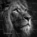 Majestic Lion in Black and White Displaying Noble Grace