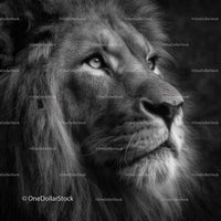 Majestic Lion in Black and White Displaying Noble Grace