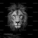 Fierce Lion Portrait in Stunning Black and White