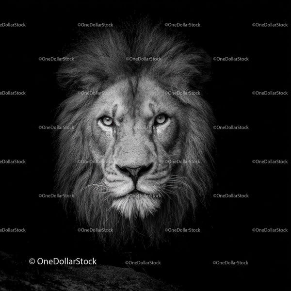 Fierce Lion Portrait in Stunning Black and White
