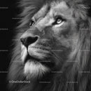 Majestic Close-up of a Regal Lion in Monochrome