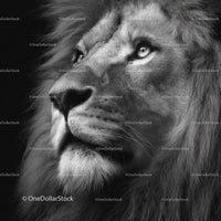Majestic Close-up of a Regal Lion in Monochrome