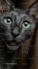 Curious Black Cat with Striking Blue Eyes Close-Up