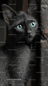 Black Cat with Striking Blue Eyes in Intimate Close-Up