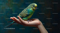 Colorful Budgerigar Perched on a Gentle Hand