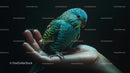 Vibrant Parakeet Sitting Gently in a Hand