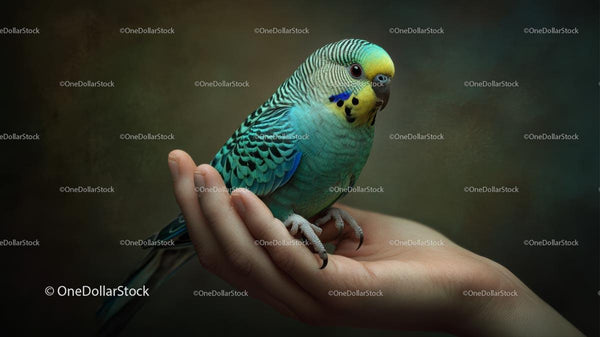 Budgerigar Perched on Hand with Vibrant Feathers