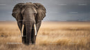 Majestic African Elephant in Golden Savannah Habitat