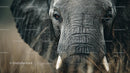 Close-Up of Majestic African Elephant with Tusks