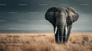 Majestic African Elephant in the Vast Savanna Landscape