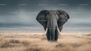 Majestic Elephant on the African Savanna
