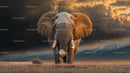 Majestic Elephant Walking Across the African Savanna