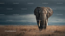 Majestic Elephant in African Savannah Landscape