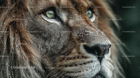 Majestic Lion Close-Up with Snowflakes on Fur
