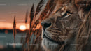 Majestic Lion Profile at Golden Sunset